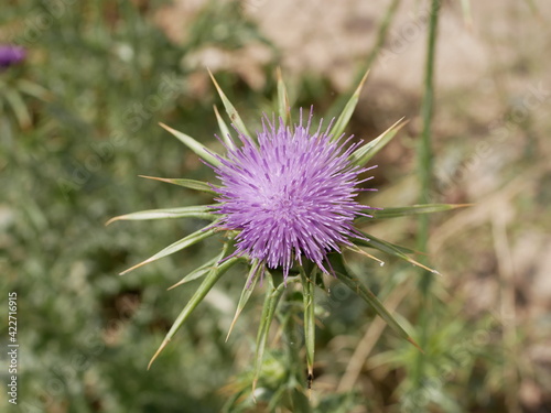 Thistle blooms on a sunny summer day in a meadow. A perennial plant with large spines  used in folk medicine. Raw materials for traditional medicine