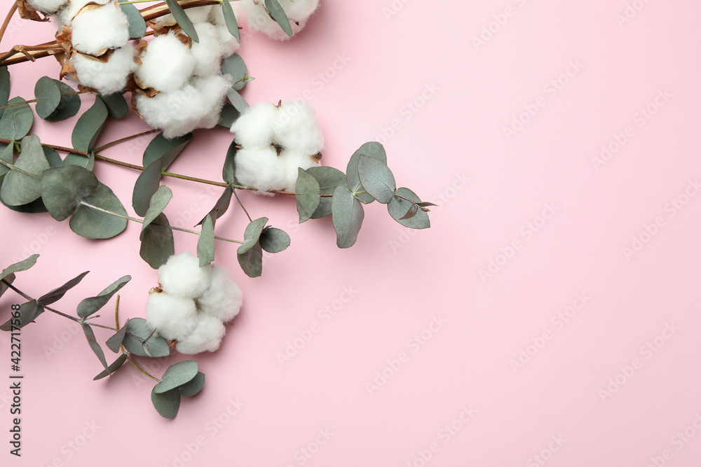 Beautiful eucalyptus and cotton on pink background