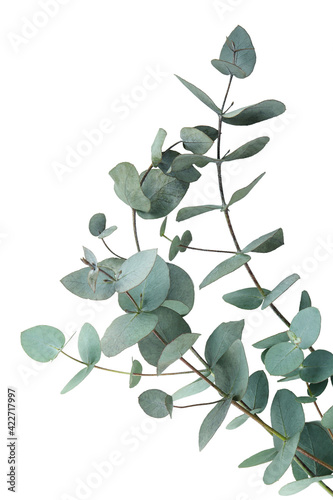 Photographie Beautiful eucalyptus branch isolated on white background