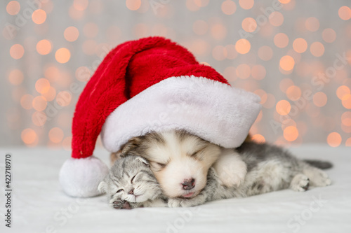 Alaskan malamute puppy wearing santa's hat hugs kitten. Pets sleep together on festive background