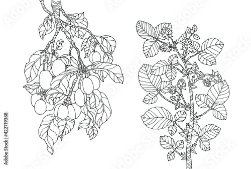 Plum tree branch, raspberry bush isolated. Vector hand drawn artwork. Zentangle. Coloring book page. Black and white. Vintage, retro style. Wallpaper, print, poster
