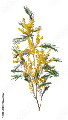 Beautiful mimosa plant with yellow flowers isolated on white