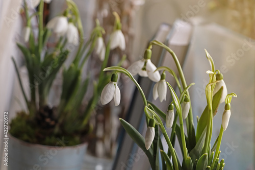 Blooming snowdrops on blurred background. First spring flowers