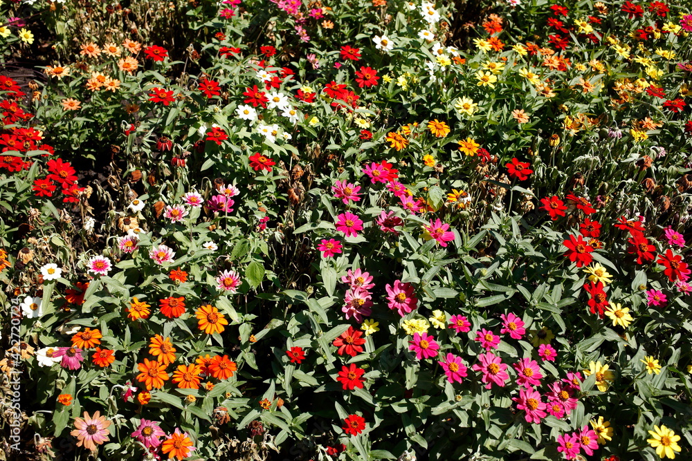 Blühende bunte Sommerblumen, Blumenbeet, Deutschland, Europa