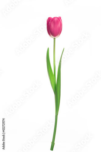 Single pink tulip flower isolated on white background. © lms_lms