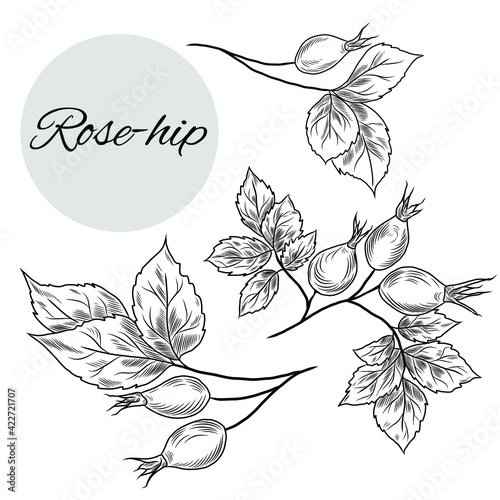 Vector illustration of rose-hip set, hand-drawn medical plants, herbs