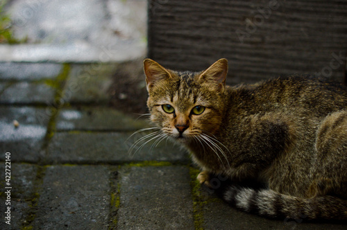 A Domestic Cat in The Street