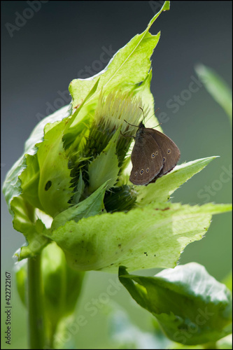 papillon à l'ombre d'une feuille photo