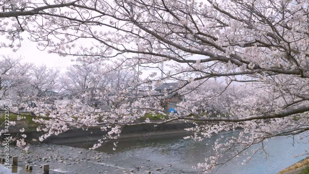Cherry Blossoms in Fukuoka, Japan