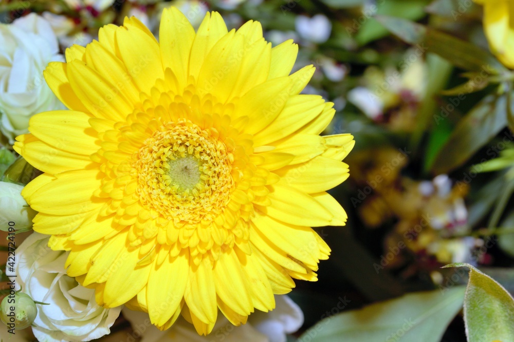 Mothers day flowers and a yellow gerbera flower - stock photo.jpg Mothers day flowers and a yellow gerbera flower - stock photo.jpg