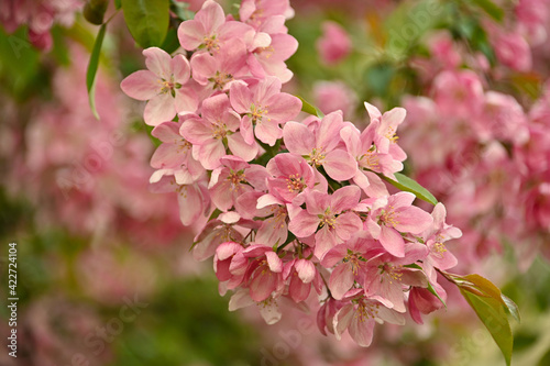 Close up pink Asian wild crabapple tree blossom photo