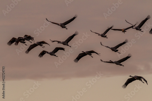 Kraniche im Anflug