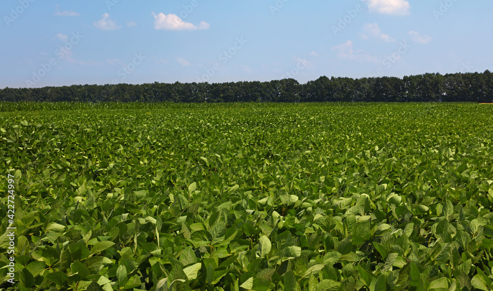 Close up field of green soya under clear blue sky