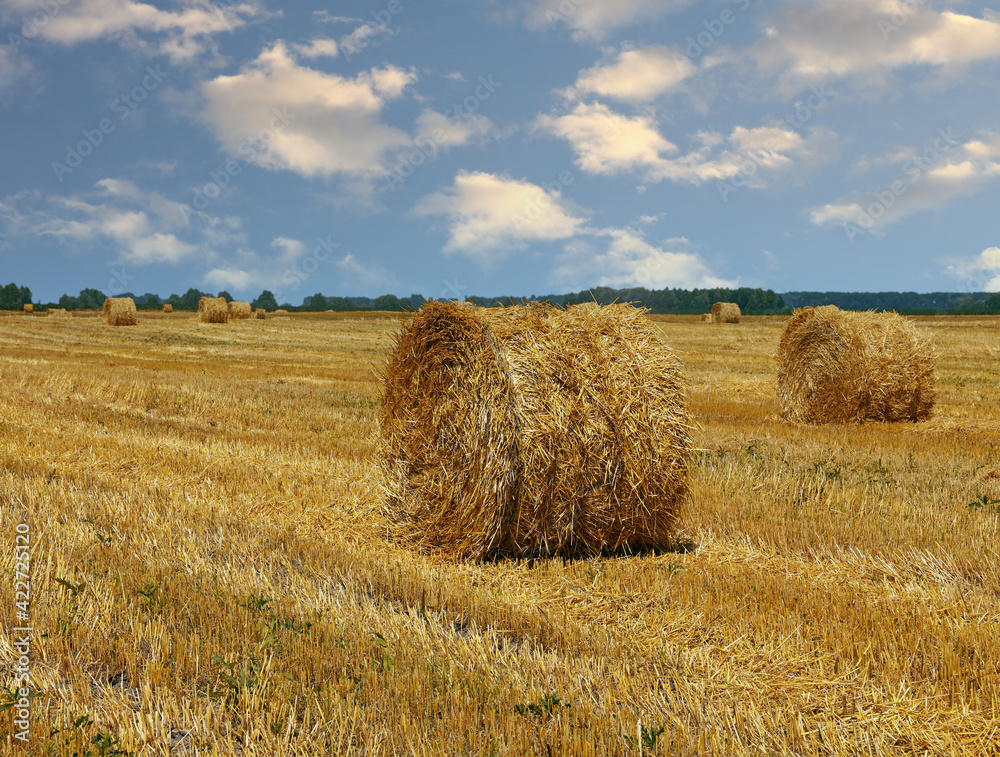 Bales of straw in stubble field after harvesting