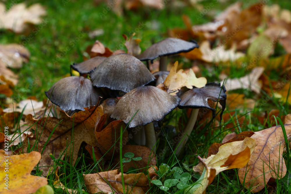 Toadstool poisonous mushrooms in autumn leaves Toadstool poisonous mushrooms in autumn leaves