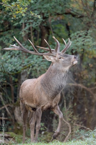 Majestic deer male at the edge of the forest (Cervus elaphus)