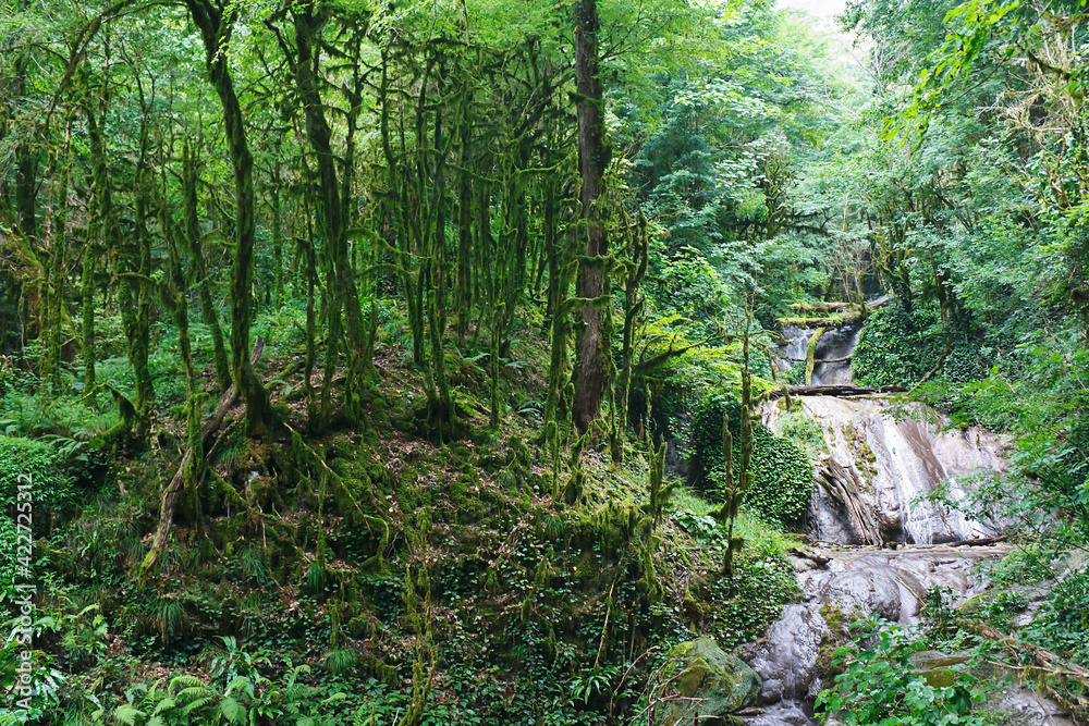 Amazing southern forest overgrown with moss with waterfall.