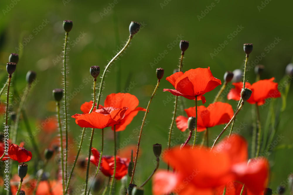 Naklejka premium Red poppy flowers in green field