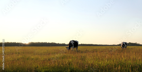 Black- white cows in a meadow graze freely against the backdrop of the sunset of a sun behind the forest. ecologically clean pasture