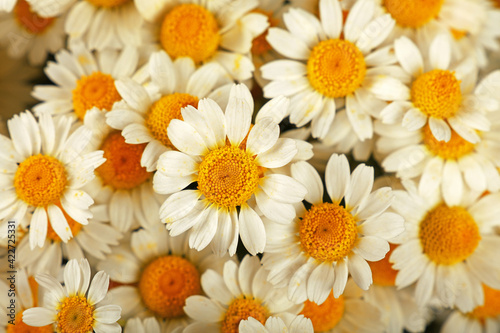 Close up background of chamomile flowers