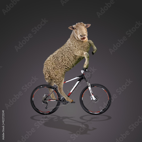 sheep bicycle