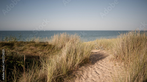 Fototapeta Naklejka Na Ścianę i Meble -  Chemin de sable dans les dunes de l'île d'Oléron