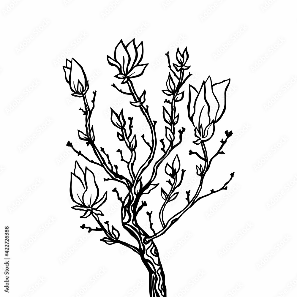Black-white vector illustration of a branch of a blossoming tree. Flowers bloom on the branches of a magnolia tree. Isolated on white background.