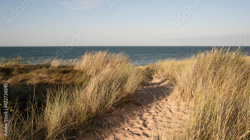 Chemin dans les dunes de l'île d'Oléron