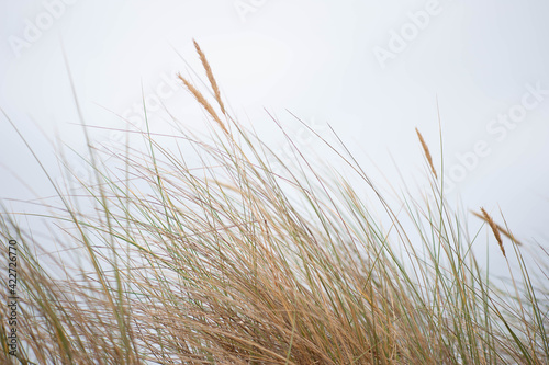 Oyats dans les dunes de l   le d Ol  ron