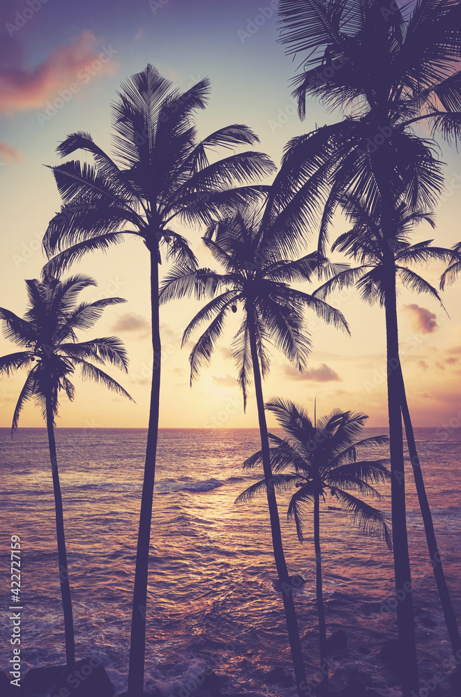Coconut palm trees silhouettes at sunset, color toning applied, Sri Lanka.