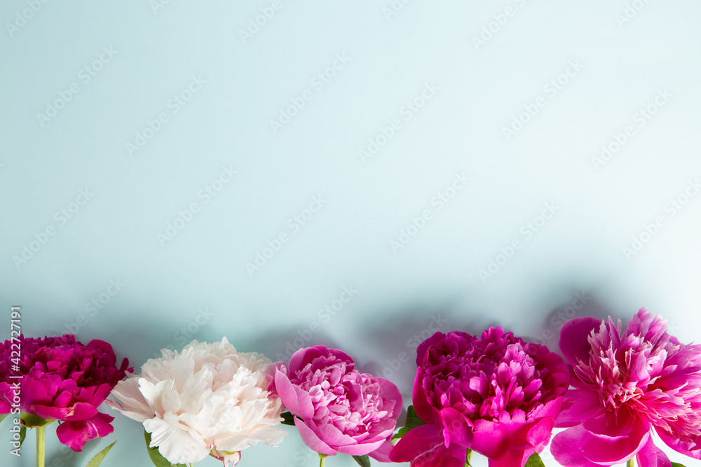 Beautiful pink peony flowers on blue background. Top view, flat lay, copy space. Beautiful pink peony flowers on blue background. Top view, flat lay, copy space.