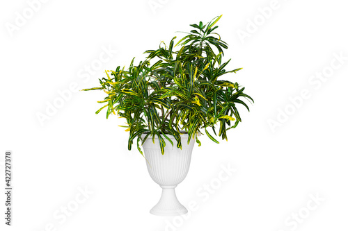 Codiaeum variegatum.Croton plant in a flowerpot, isolated on a white background.The ficus family