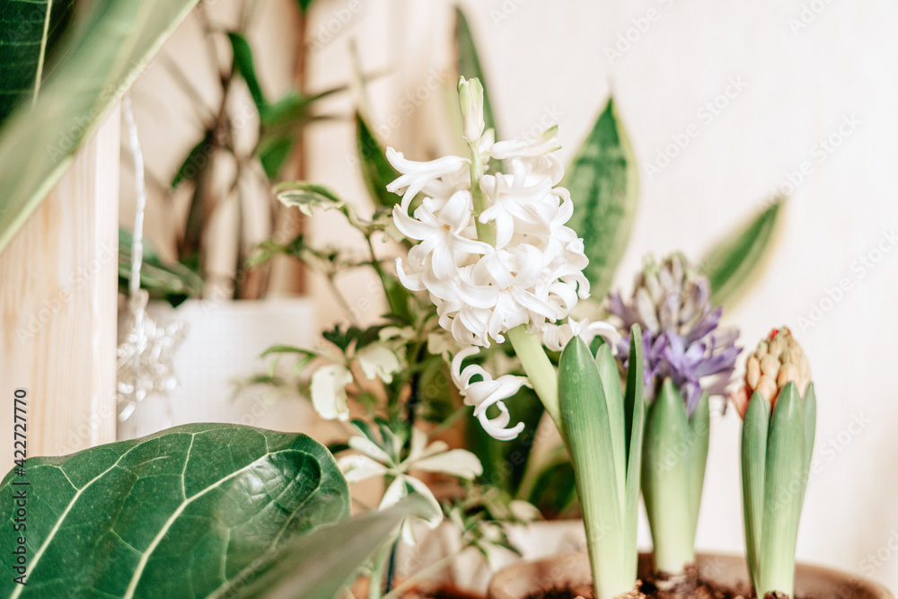 Fototapeta premium Purple and white Hyacinth flowers In Garden ceramic Pot, on desk and white background with copy space.