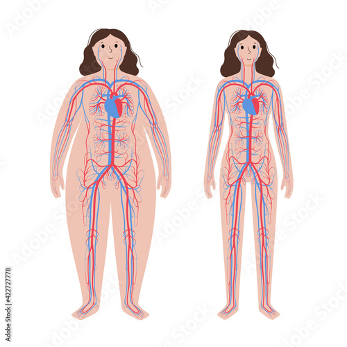 Blood system in obese body