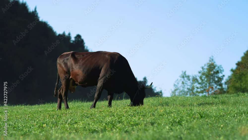 View of wild nature of mountain meadow. Cow walking at green grass in summer.