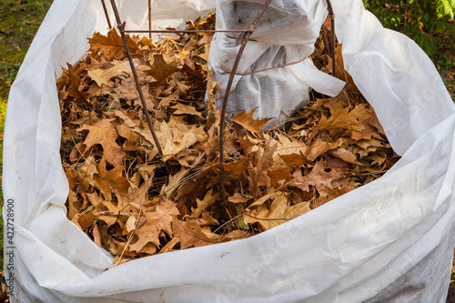 Coverage of figs Ficus carica for winter from frost. Vertical packaging of plant with dry oak leaves. Shelter with protective spunbond or white fabric agrospan, lutrasil. There is place for text photo