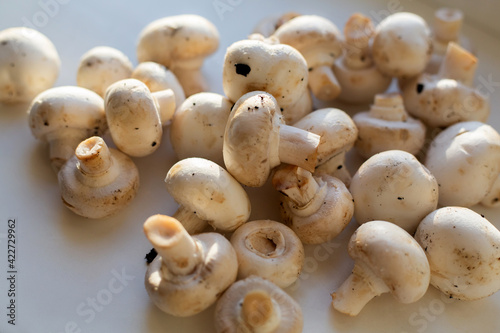 Champignon mushroom isolated on white background. 