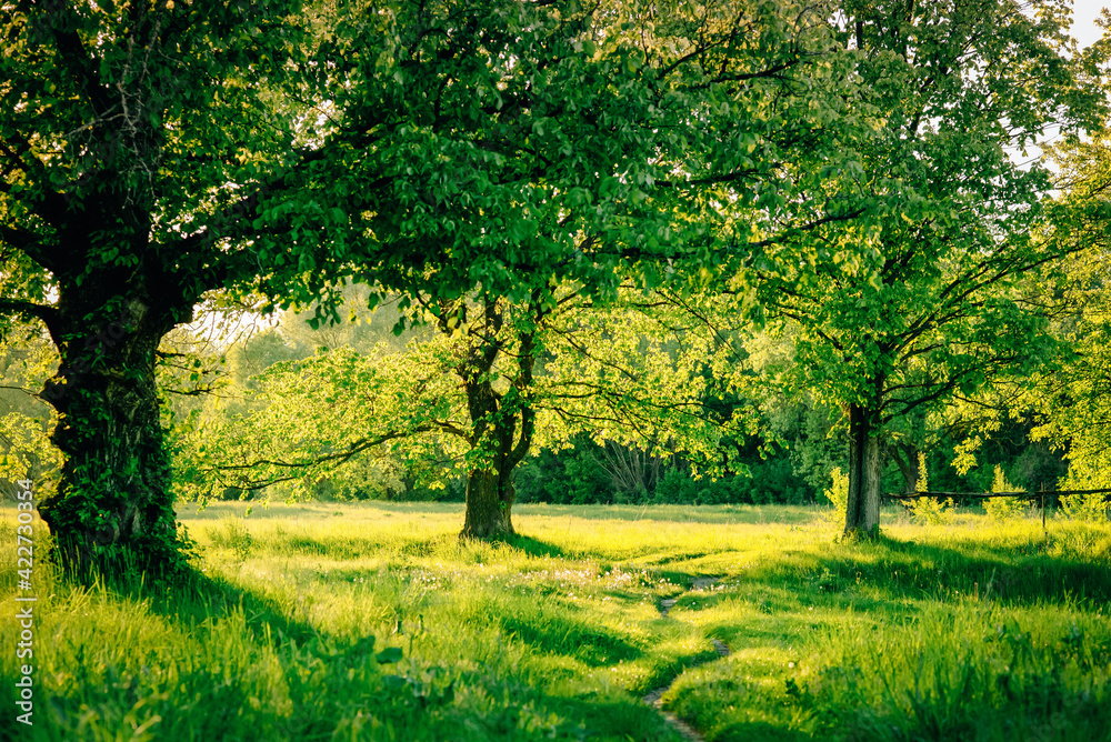 Green nature. Trees and grass. Sunset. Листья. Road. Trail Green nature. Trees and grass. Sunset. Листья. Road. Trail