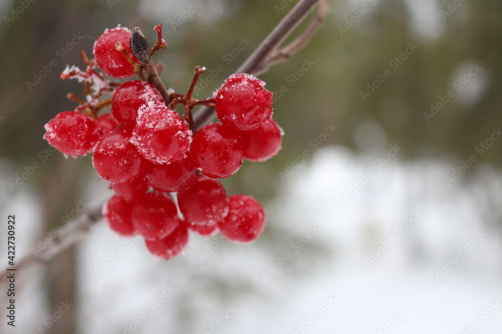 Berry Berry