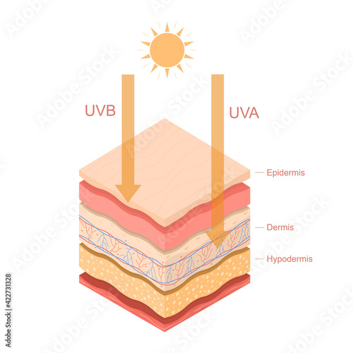 Cartoon Color Uvb Uva Rays Human Skin Layered Concept Template Banner Card. Vector photo
