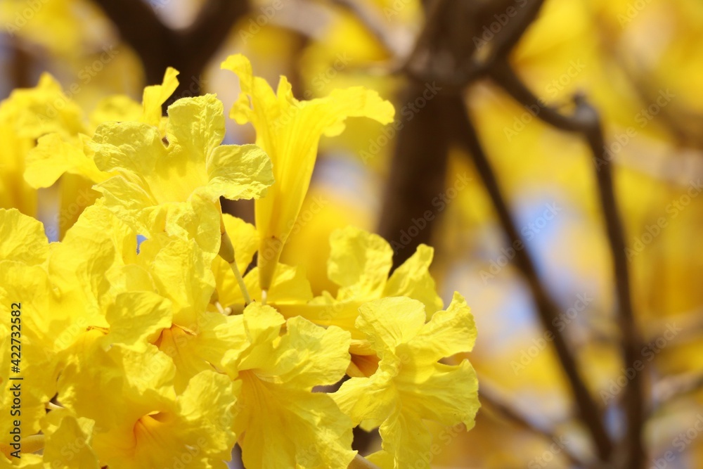 The beauty of yellow flowers in the tropical forest, selectable focus, yellow blur nature background. The beauty of yellow flowers in the tropical forest, selectable focus, yellow blur nature background.
