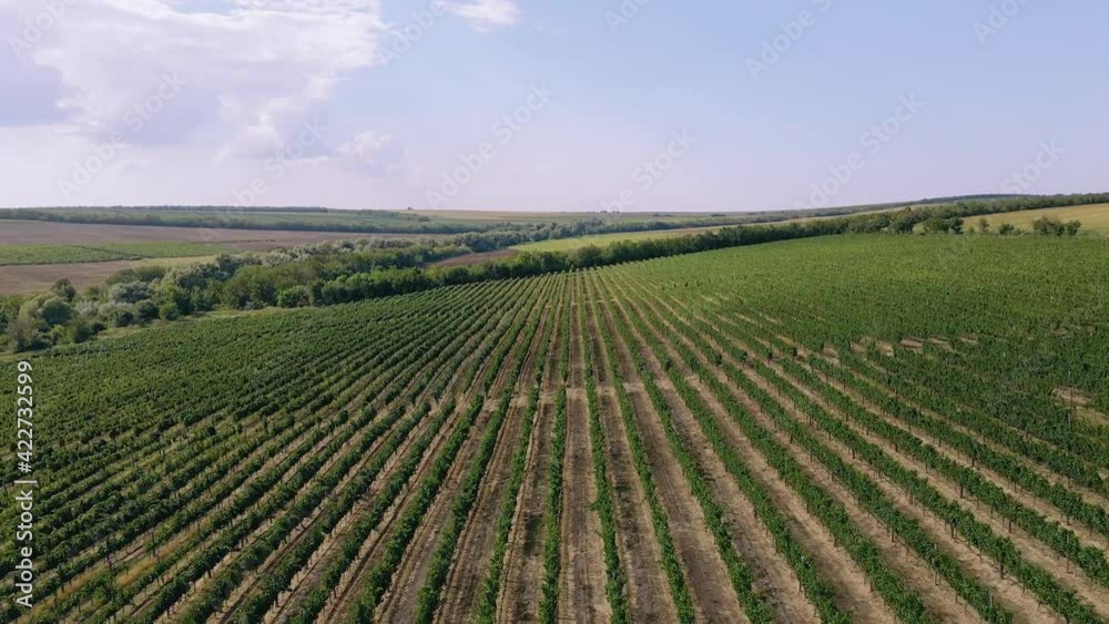 Agriculture concept taking video with drone of a large green field in the middle of a sunny day. 4k. Agriculture concept taking video with drone of a large green field in the middle of a sunny day. 4k.