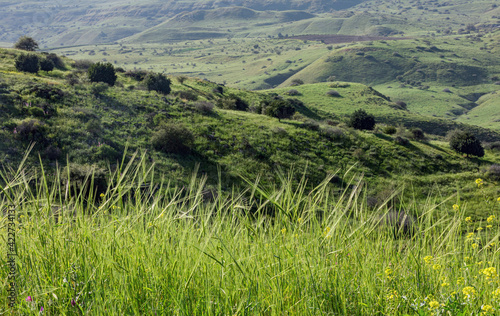 March morning near the Kinneret in the village of Ramot