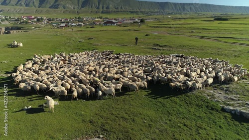 Flight orbit flock white rams sheep large herd grazing pasture many animals. Dagestan, national traditional North Caucasus rural life, authentic aul cattle breeding among mountains. Shepherd. Russia photo