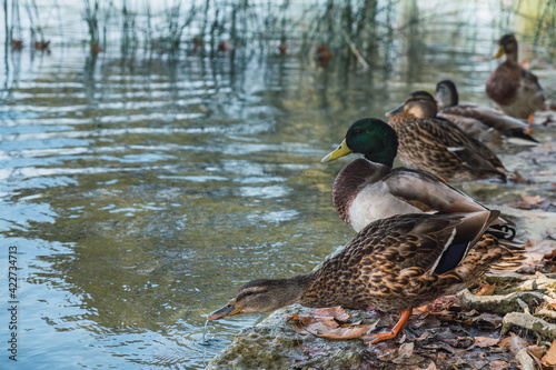 ducks in the lake of banyoles photo