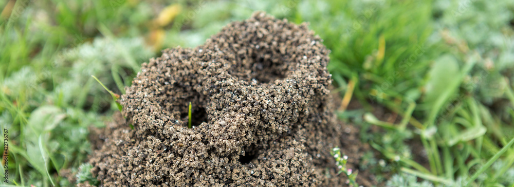 Anthill on a background of fresh greenery. Details of the wild life of ants. Anthill on a background of fresh greenery. Details of the wild life of ants.