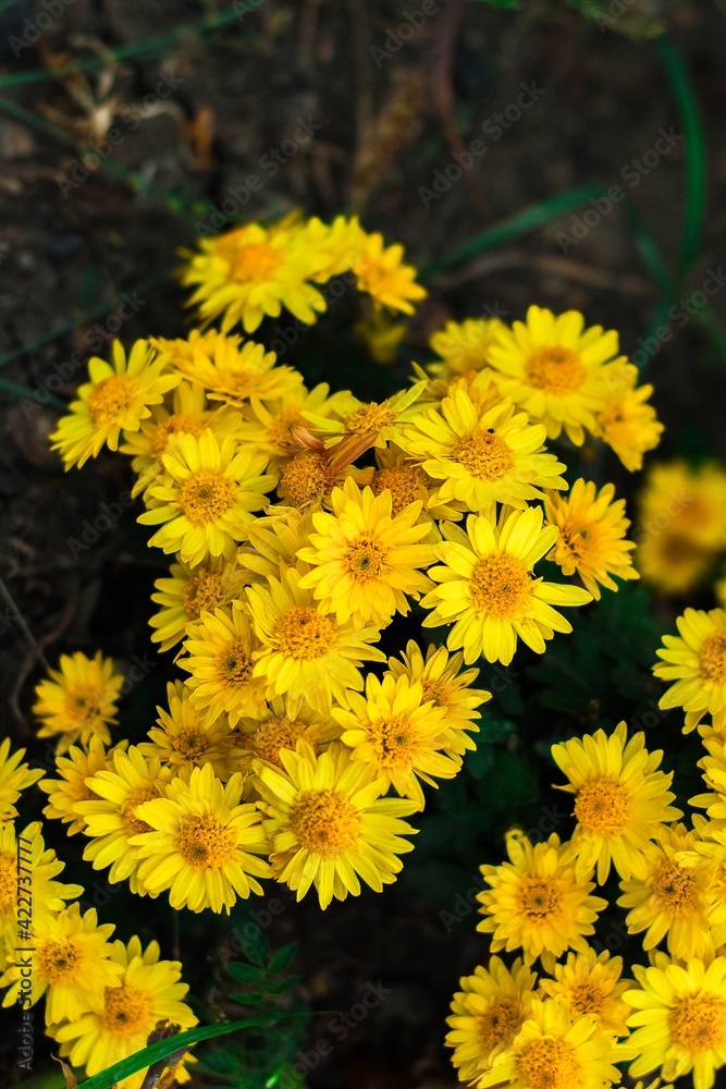 yellow chrysanthemum flowers yellow chrysanthemum flowers
