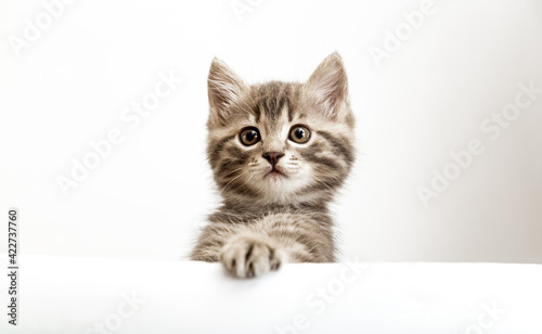 Kitten surprised head portrait with paws peeking over blank white sign placard. Tabby baby cat on placard template. Pet kitten curiously peeking behind white banner background with copy space.