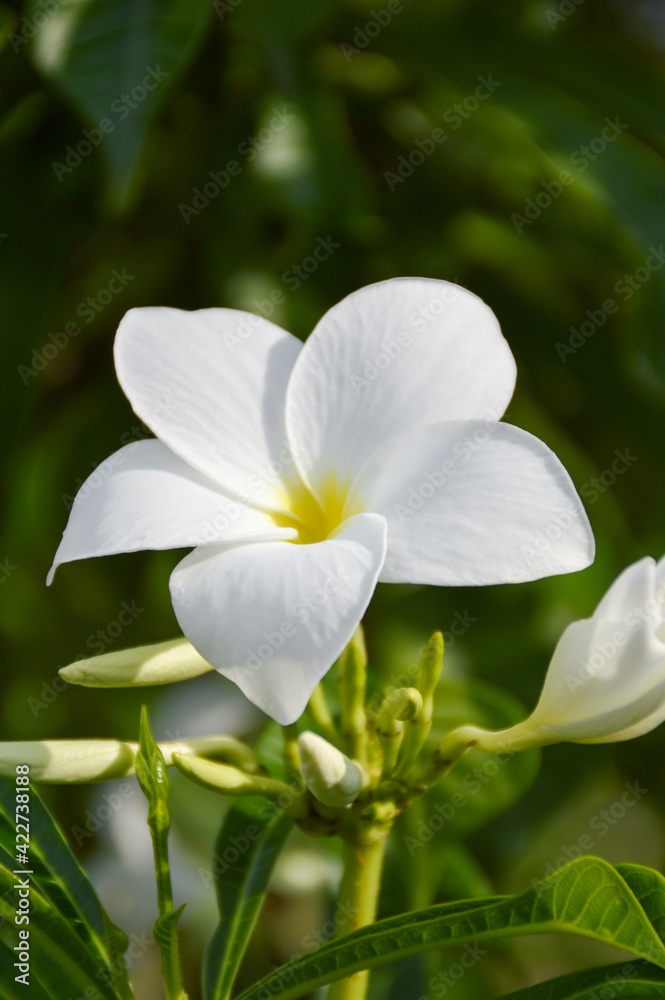 Fototapeta premium yellow flower in nature garden