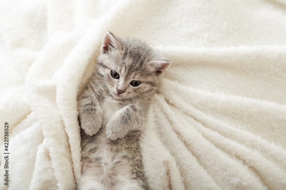 Cute tabby kitten lies on white soft blanket. Cat rest napping on bed. Comfortable pet sleeping in cozy home. Top view with copy space
